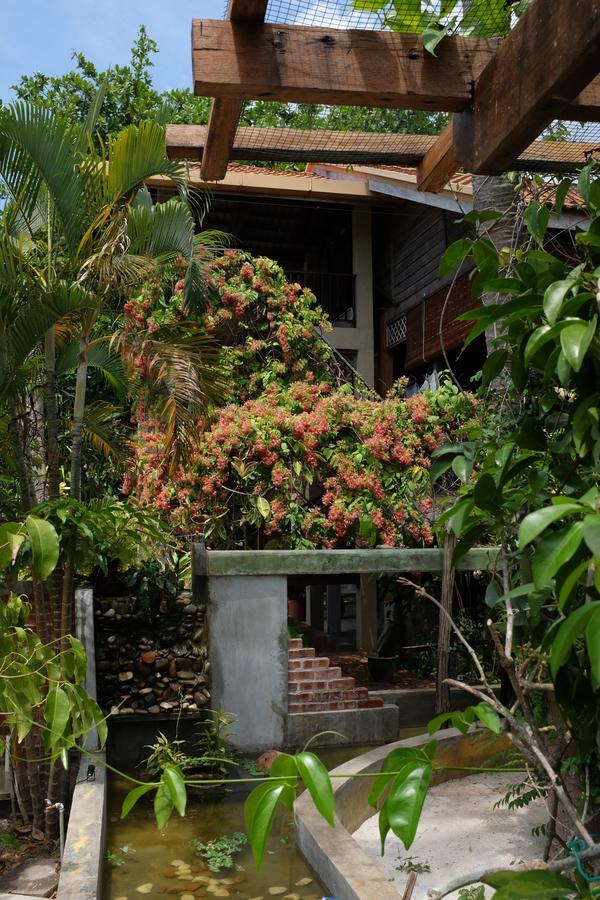 Panji Panji Tropical Wooden Home Pantai Cenang  Exteriér fotografie
